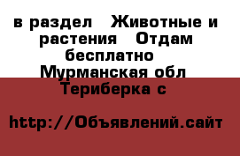  в раздел : Животные и растения » Отдам бесплатно . Мурманская обл.,Териберка с.